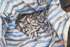 Tiếp tục phát hiện cá nuôi lồng bè chết tại Cẩm Xuyên