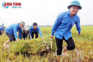 ĐVTN giúp gia đình khó khăn thu hoạch lúa đông xuân