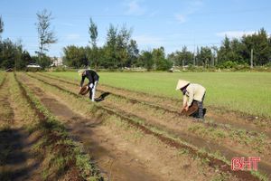 Nông dân Lộc Hà tập trung sản xuất gần 600 ha cây trồng vụ đông