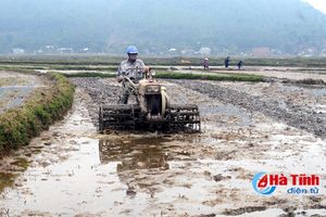 Thiếu giống chất lượng, nguy cơ tăng diện tích ruộng bỏ hoang!