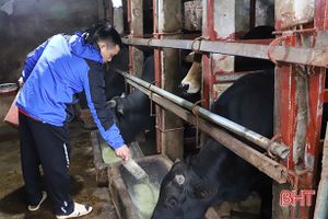 Nhu cầu tăng cao, nông dân Hà Tĩnh phấn khởi chăm bò bán tết