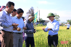 Nông dân Hà Tĩnh liên kết DN sản xuất gần 1.000 ha lúa trên cánh đồng lớn