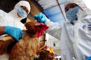 Thứ trưởng Bộ Y tế: "Nâng mức độ cảnh báo về cúm gia cầm H7N9"