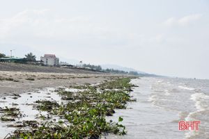 Sau đợt mưa lớn, bèo tây “bủa vây” bờ sông, bãi biển ở Lộc Hà