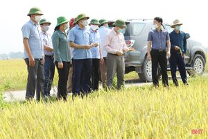 Chủ tịch UBND tỉnh Hà Tĩnh: Phấn đấu hoàn thành thu hoạch lúa xuân trước 20/5