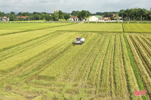 Cánh đồng lớn, sản xuất lớn ở Hà Tĩnh