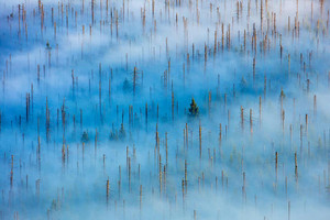 Thiên nhiên tuyệt đẹp trong loạt ảnh đoạt giải Nature Photographer of the Year 2020