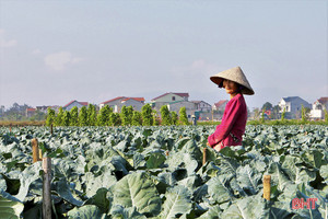 Niềm vui trên những cánh đồng ở Hà Tĩnh