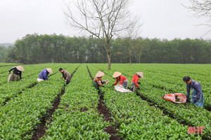 Người trồng chè Kỳ Anh hái lộc xuân, mở đầu mùa thu hoạch năm 2021