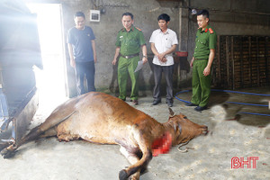 Hà Tĩnh: Phát hiện chủ cơ sở vận chuyển bò chết không rõ nguyên nhân đưa vào lò giết mổ