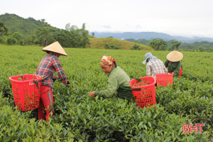 Người trồng chè Hà Tĩnh an tâm sản xuất trong mùa đại dịch