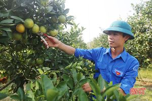 Ông chủ trẻ vườn cam “thuận thiên nhiên” ở Hà Tĩnh
