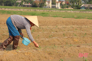 Sau Đức La, doanh nghiệp mở rộng liên kết trồng ớt sang Thạch Môn