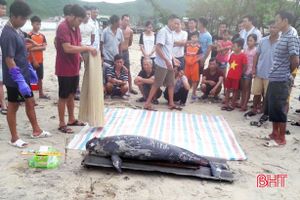 Cá voi hơn 70kg trôi dạt vào bờ biển Vũng Áng