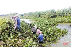 Nan giải việc xử lý bèo lục bình trên kênh nhà Lê ở Đức Thọ