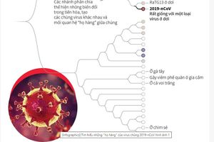 Infographics: Tìm hiểu những “”họ hàng“” của virus chủng 2019-nCoV