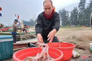 Đắt như... cá cháo ngày cuối năm ở Nghi Xuân