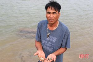 Tôm, cua nuôi quảng canh ven sông Lam ở Nghi Xuân bị chết bất thường