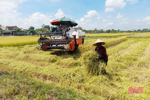 Nông dân Thạch Hà hối hả thu hoạch lúa hè thu