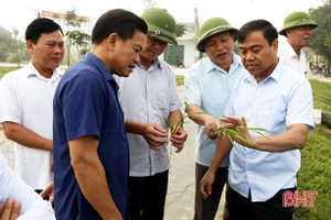 Nông dân Cẩm Xuyên xuống đồng gieo trỉa lạc, chăm sóc lúa xuân