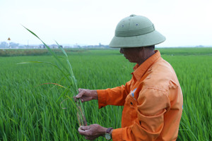 Bớt lo đạo ôn, nông dân Hà Tĩnh lại “đau đầu” xử lý bệnh khô vằn, bạc lá trên lúa xuân