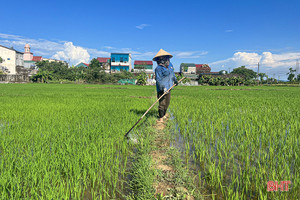 “Mưa vàng hạ nhiệt”, nông dân Hà Tĩnh thuận lợi chăm sóc lúa hè thu