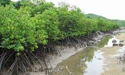 Chính sách phát triển bền vững rừng ven biển