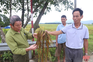 Nhiều diện tích lúa úng ngập do thi công cầu thuộc đường Hàm Nghi kéo dài cản trở dòng chảy