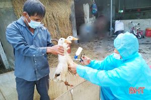 Hà Tĩnh kịp thời khống chế ổ dịch cúm gia cầm H5N6
