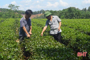 Hà Tĩnh có 545 ha chè sản xuất theo hướng VietGap