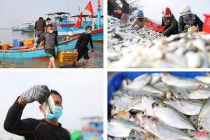 “Săn” cá ghé, ngư dân Kỳ Ninh thu lợi lớn