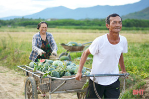 Giá dưa tăng gấp đôi, nông dân Kỳ Hoa tính chuyện mở rộng diện tích