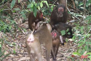 Thả 8 cá thể động vật hoang dã về Vườn Quốc gia Vũ Quang