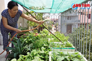 Trồng cây trên sân thượng cần lưu ý những gì?