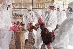 Bùng phát dịch cúm gia cầm H5N1 tại tỉnh Hồ Nam, Trung Quốc