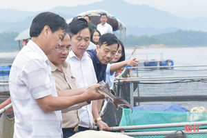 Nuôi cá tầm trên hồ Ngàn Trươi mang lại hiệu quả kinh tế khá cao