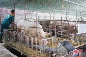 Khó tìm đầu ra, nhiều trang trại lợn nái ở Hà Tĩnh “tiến thoái lưỡng nan”!