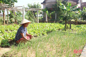 Đẹp vườn thoáng nhà, gia tăng thu nhập