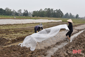 Nông dân Lộc Hà tập trung sản xuất 6.148 ha cây trồng vụ xuân