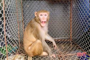 Vườn Quốc gia Vũ Quang thả 2 cá thể khỉ về môi trường tự nhiên