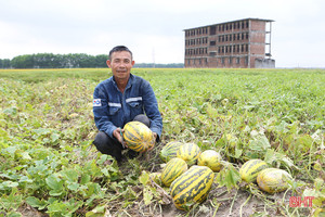 Nông dân Hà Tĩnh được mùa dưa