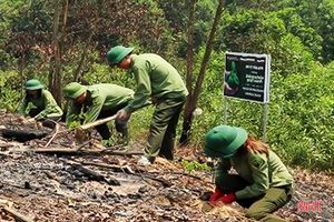Hà Tĩnh “khởi động” mục tiêu trồng 8.600 ha rừng tập trung
