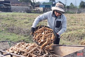 Thăng trầm cây sắn công nghiệp ở vùng thượng Kỳ Anh (Bài 2): Cần chính sách mạnh hơn để kích hoạt chuỗi liên kết