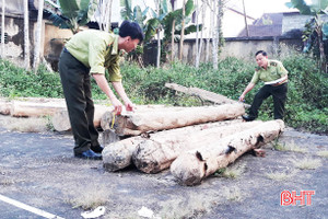 Hương Khê phát hiện, xử lý 15 vụ vi phạm lâm luật