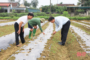 Đưa dưa hấu thành sản phẩm hàng hóa đặc trưng ở Cẩm Bình