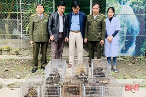Vườn Quốc gia Vũ Quang thả 8 cá thể cầy về môi trường tự nhiên