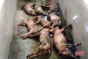 Kẻ xấu đâm chết 12 con lợn trong đêm của 1 hộ dân Cẩm Xuyên 