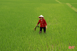 Nông dân Hà Tĩnh chủ động phòng trừ sâu bệnh, đạo ôn hại lúa, quyết giành vụ xuân thắng lợi