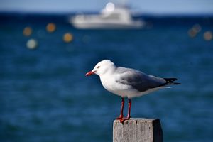 Những điểm đến khó quên ở Australia