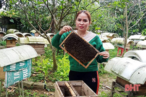 Cô thủ thư mê nuôi ong lấy mật ở miền núi thơm Hà Tĩnh